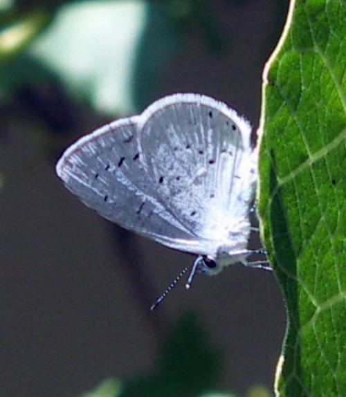 Holly Blue (Celastrina argiolus)