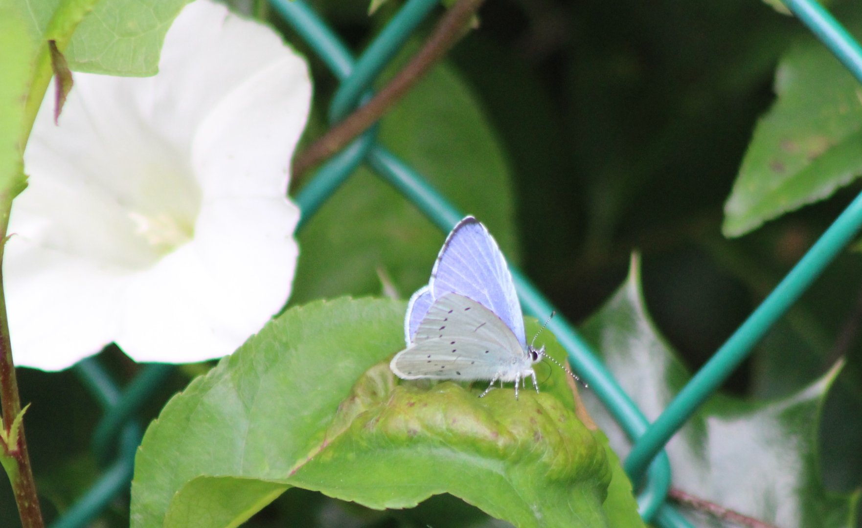 Holly blue - Celastrina argiolus