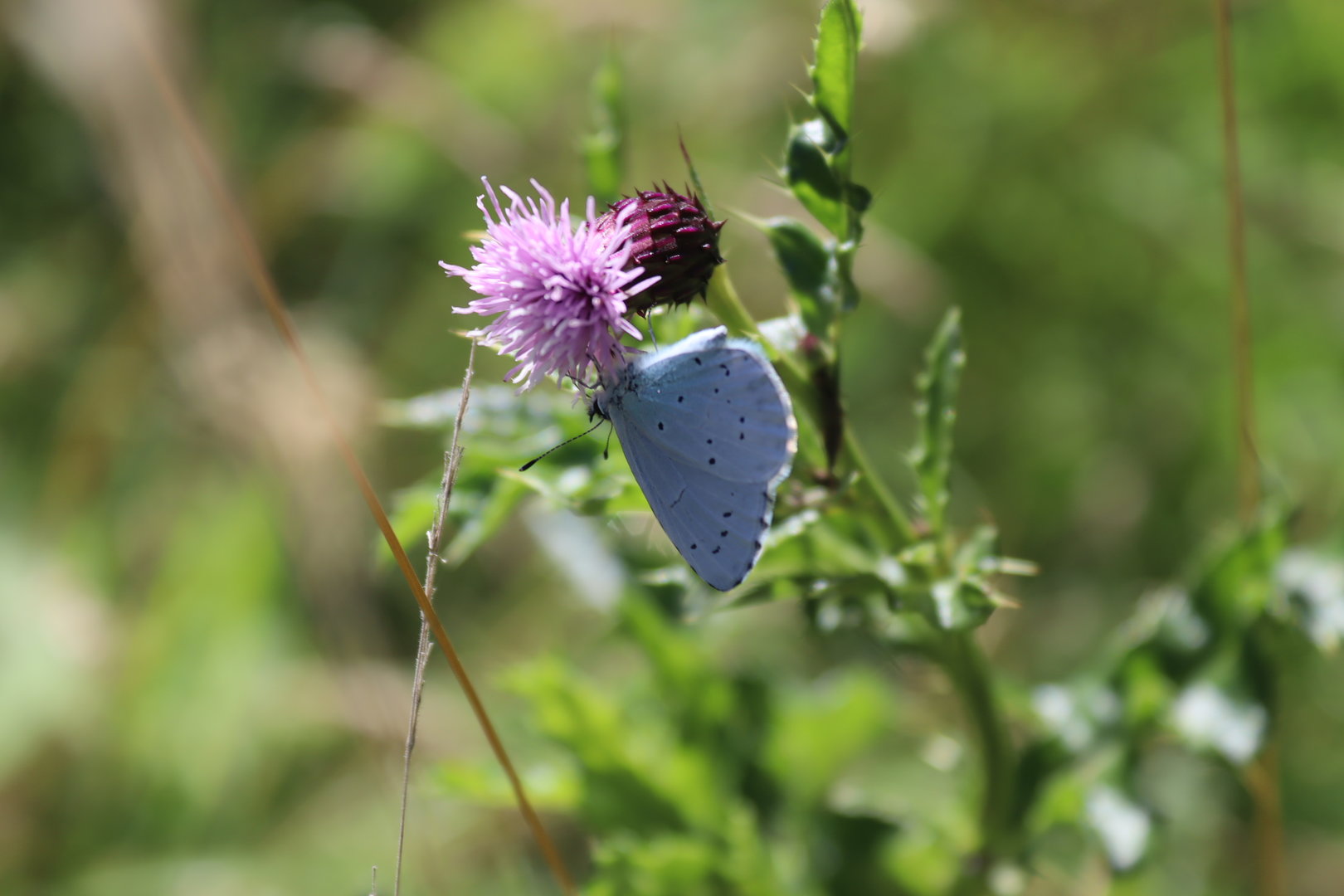 Holly Blue (Celastrina argiolus)