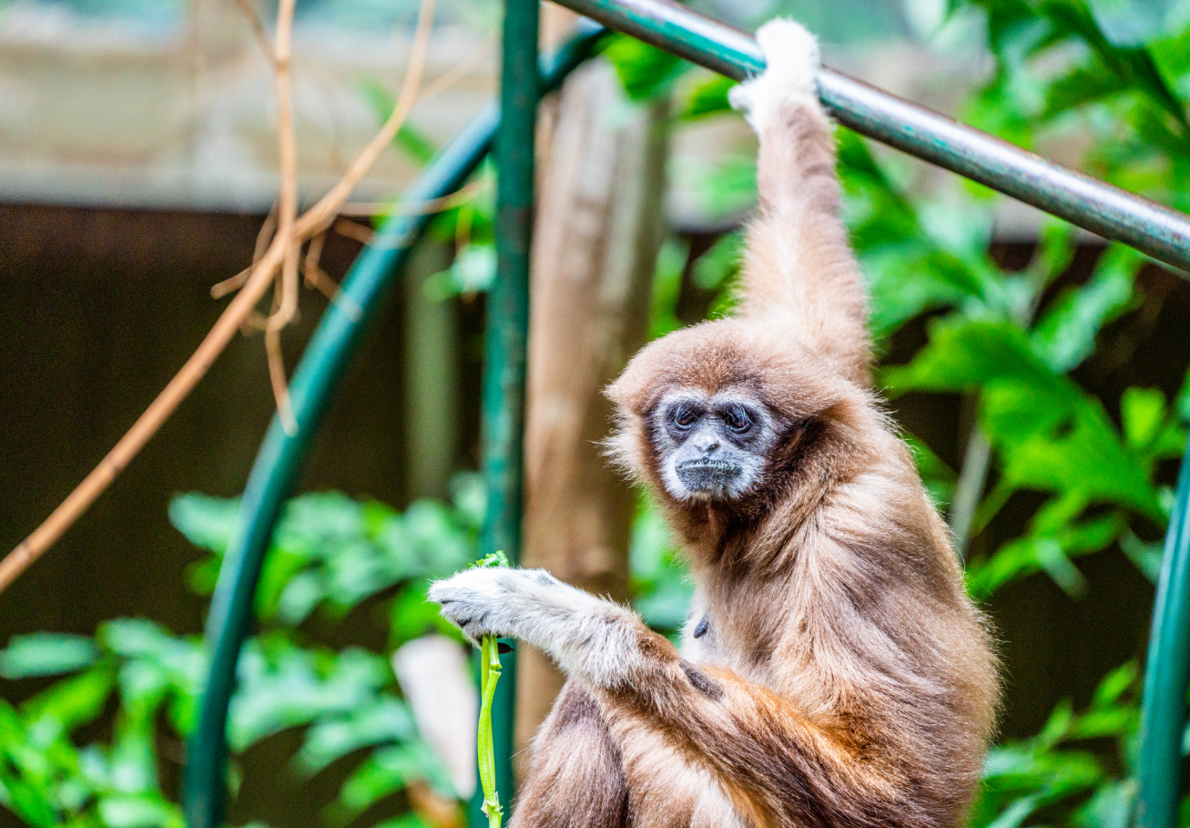 Holly the female Lar Gibbon
