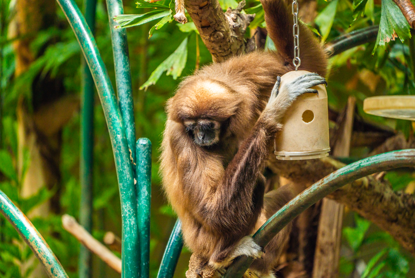 Holly the female Lar Gibbon