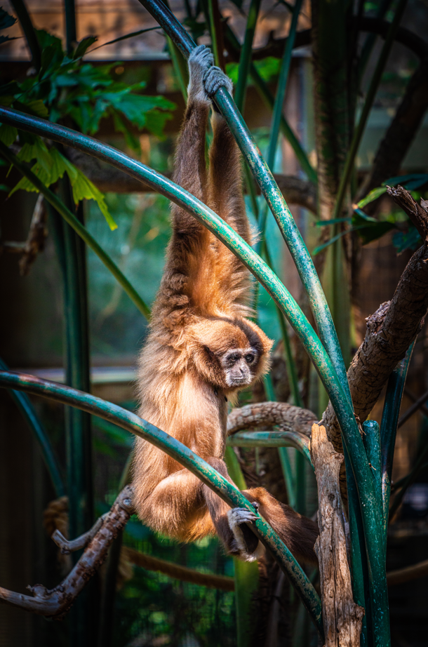 Holly the female Lar Gibbon