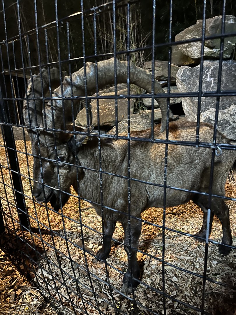 Hollywild Animal Preserve - Capra hybrid? 12/23/23