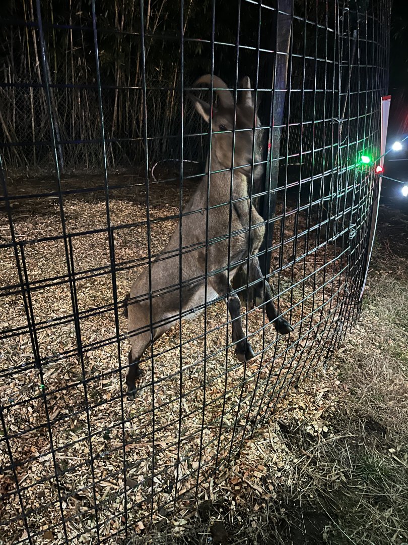 Hollywild Animal Preserve - Capra hybrid? 12/23/23