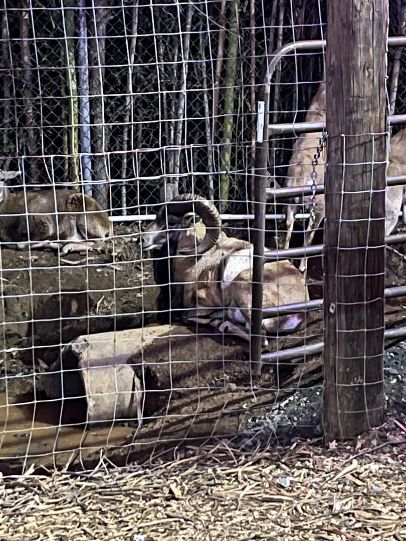 Hollywild Animal Preserve - European Mouflon, 12/23/23