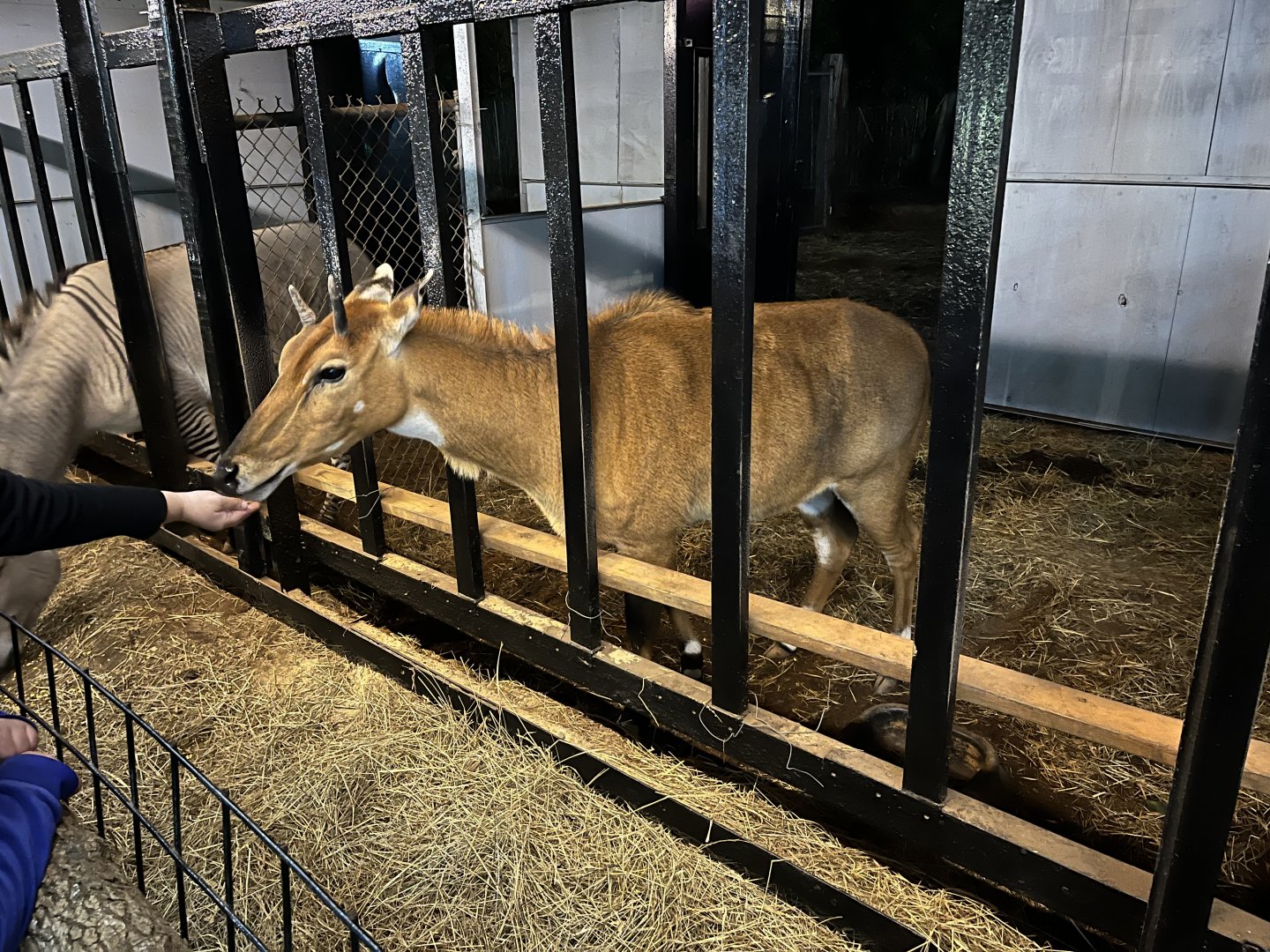 Hollywild Animal Preserve - Nilgai, 12/23/23