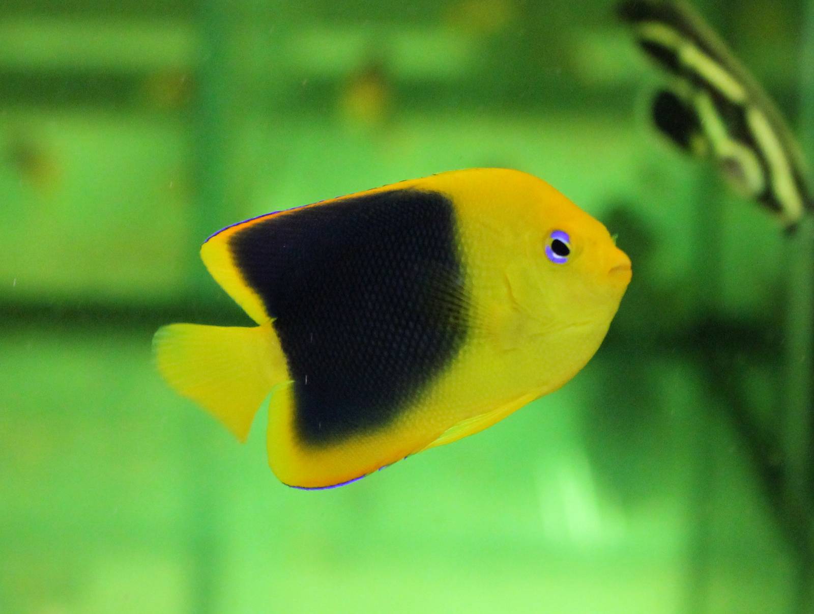 Holocanthus tricolor