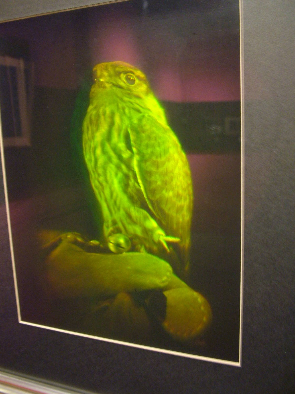 Hologram falcon at Matlock Bath Aquarium 14/02/10