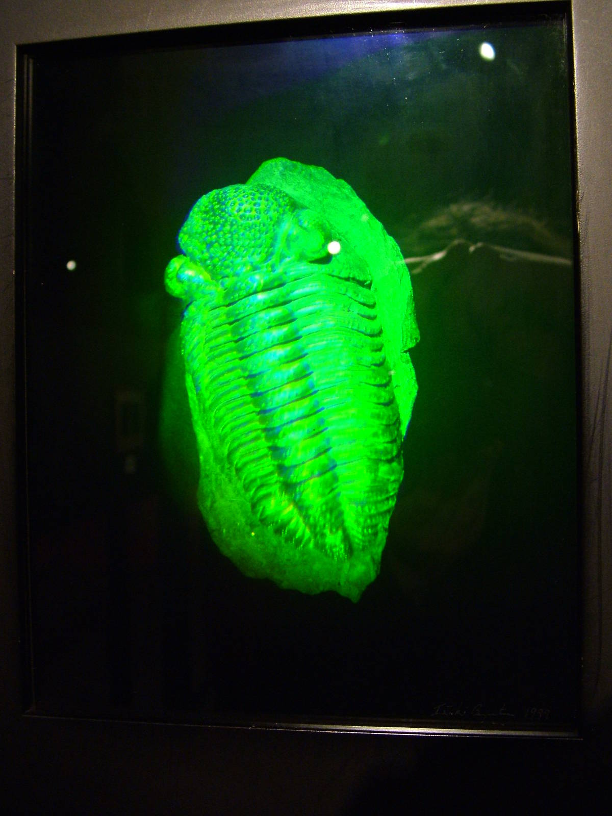 Hologram Trilobite Fossil at Matlock Bath Aquarium 14/02/10