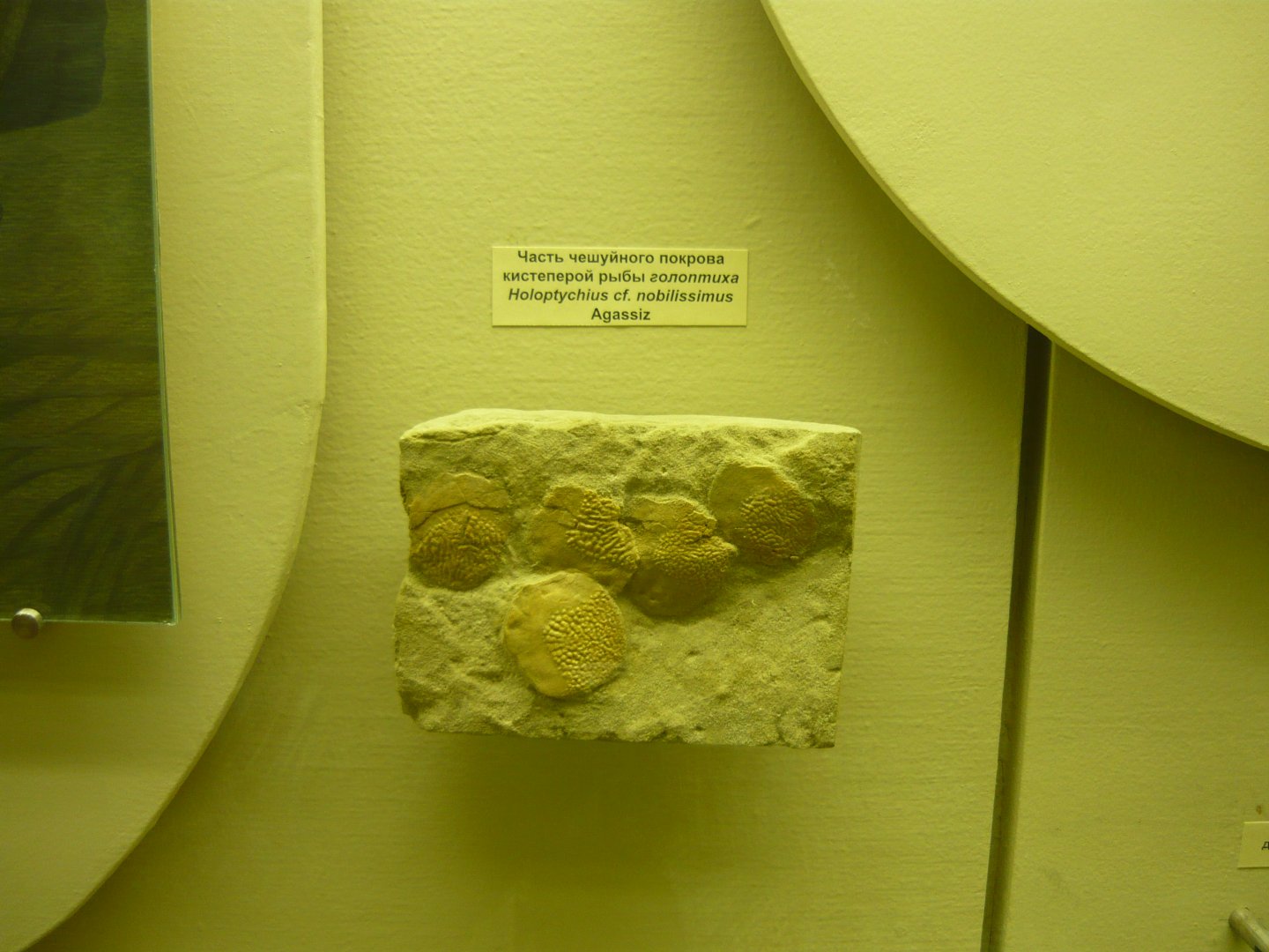 Holoptychius cf. nobilissimus scales