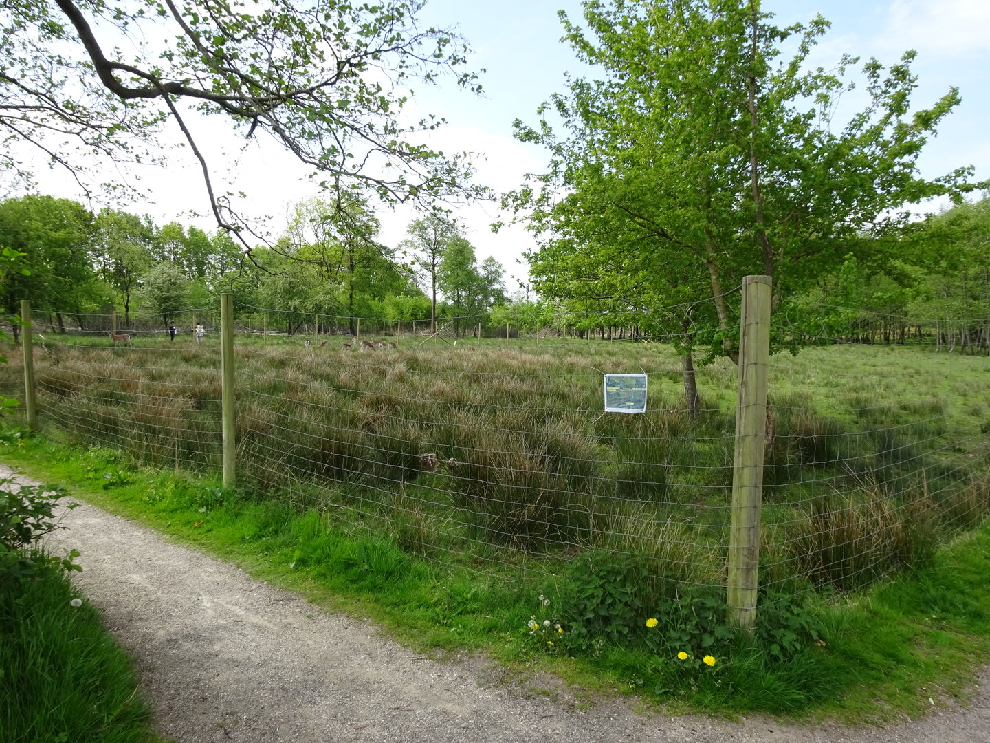 Holsted Anlæg - Fallow deer exhibit