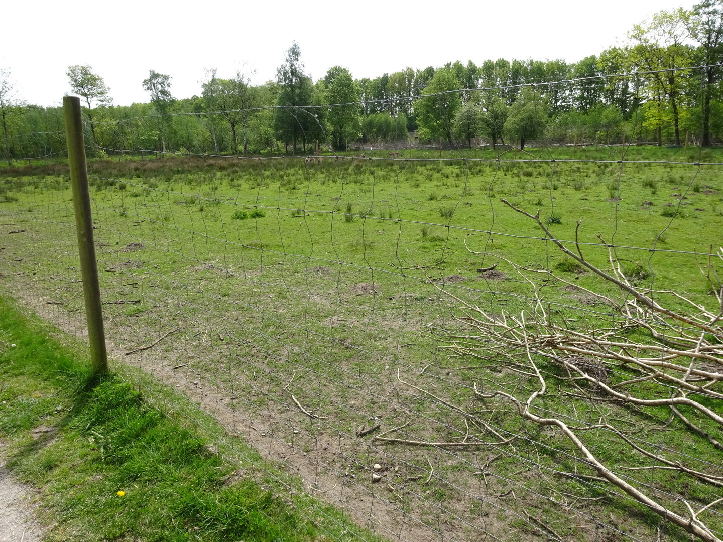 Holsted Anlæg - Fallow deer exhibit