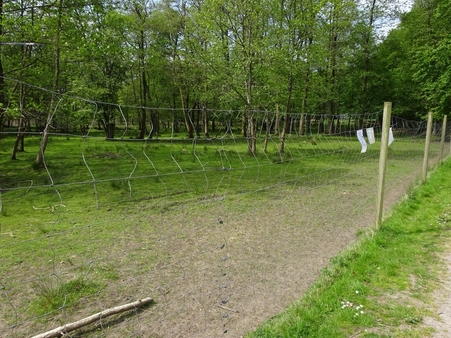 Holsted Anlæg - Fallow deer exhibit