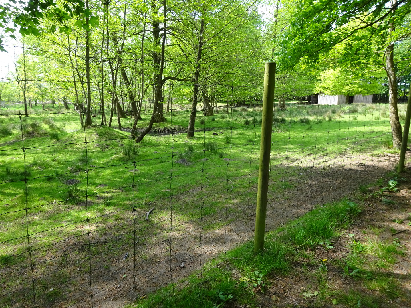 Holsted Anlæg - Fallow deer exhibit