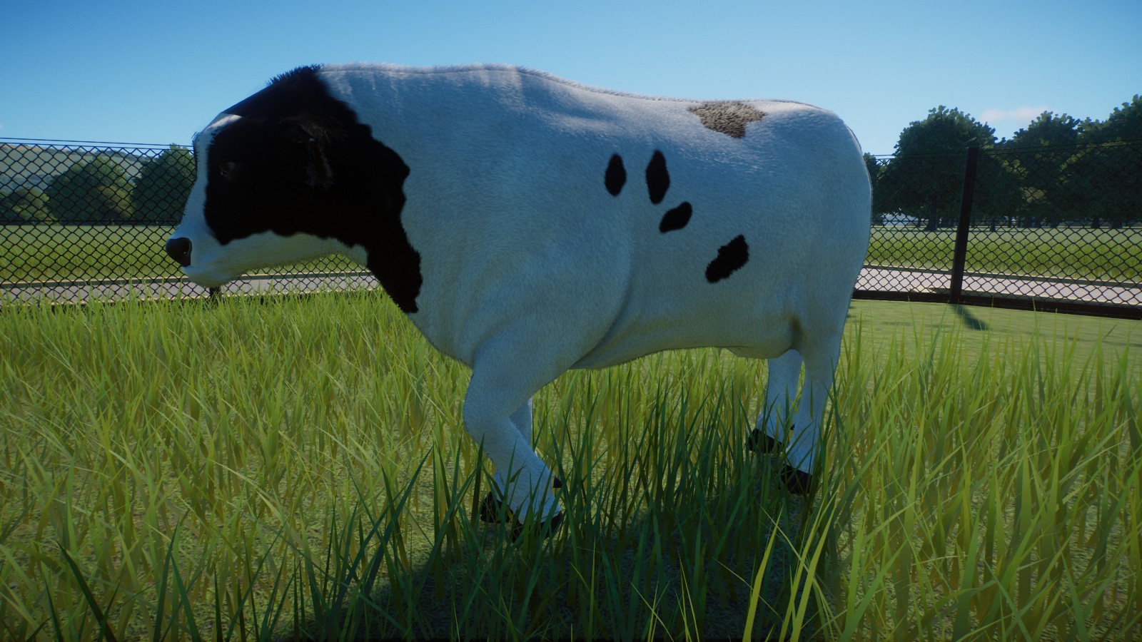 Holstein Cattle