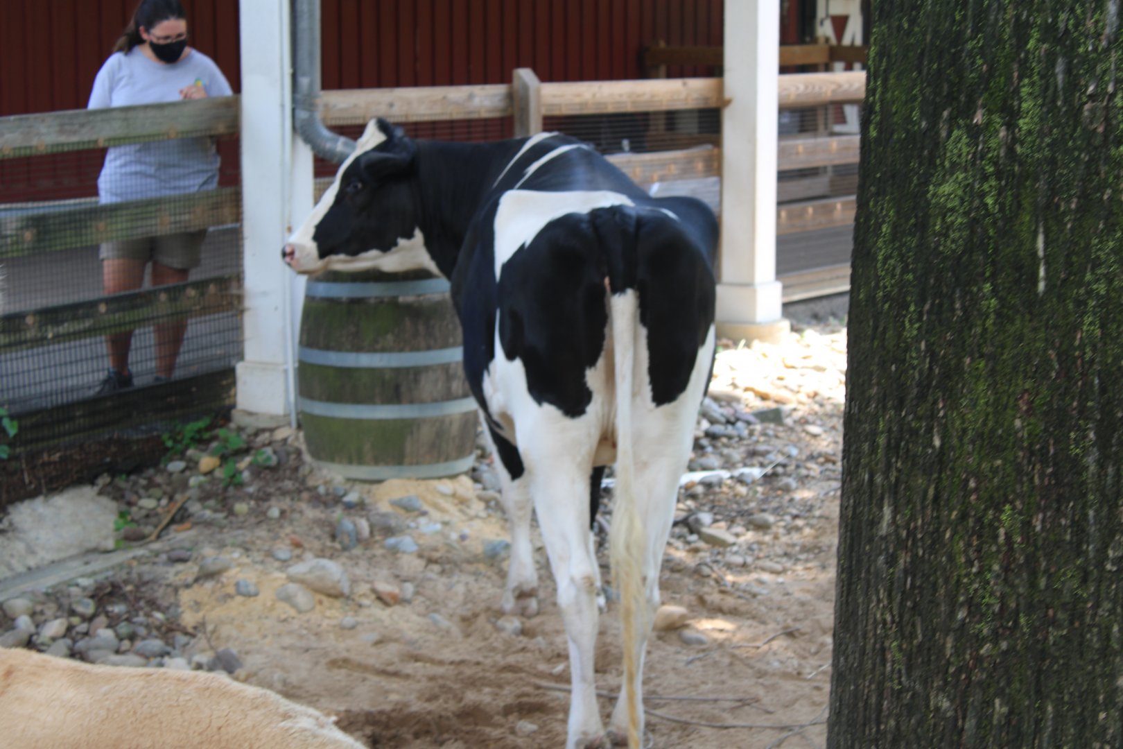 Holstein Cattle