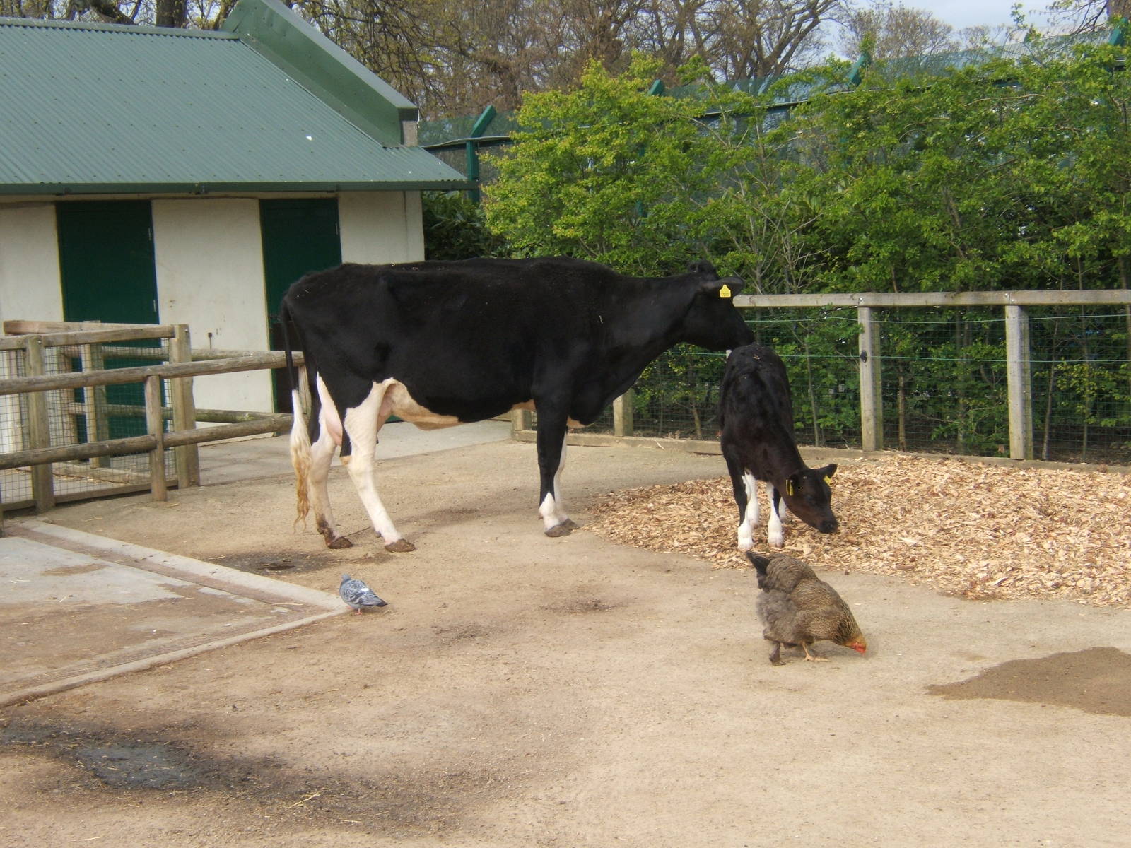 Holstein Friesian cow and calf