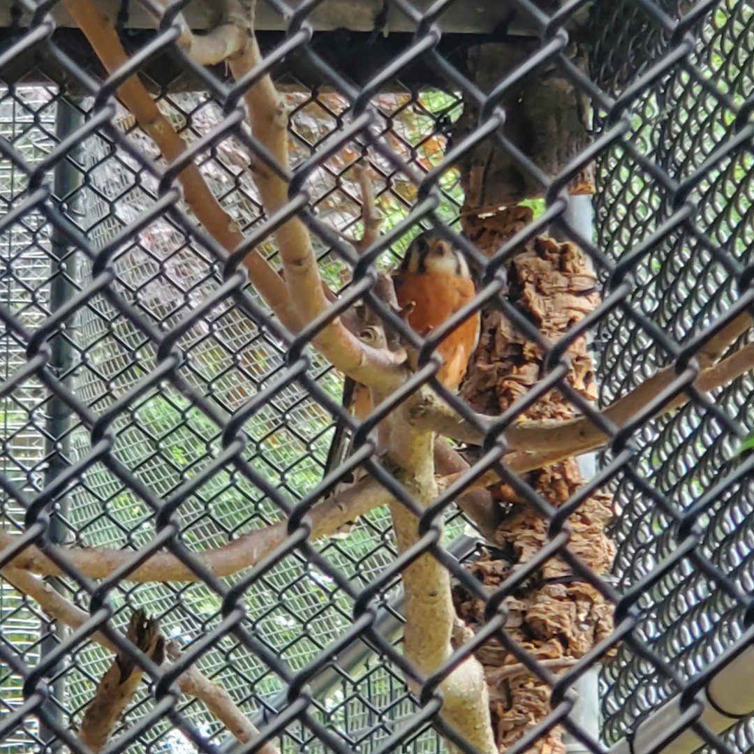 Holtsville Wildlife & Ecology Center (2022) - American Kestrel