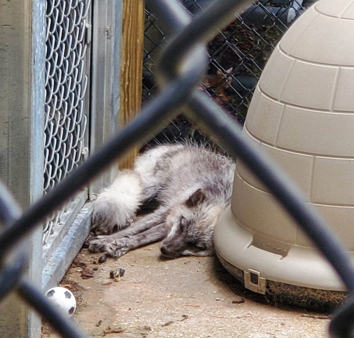 Holtsville Wildlife & Ecology Center (2022) - Arctic Fox