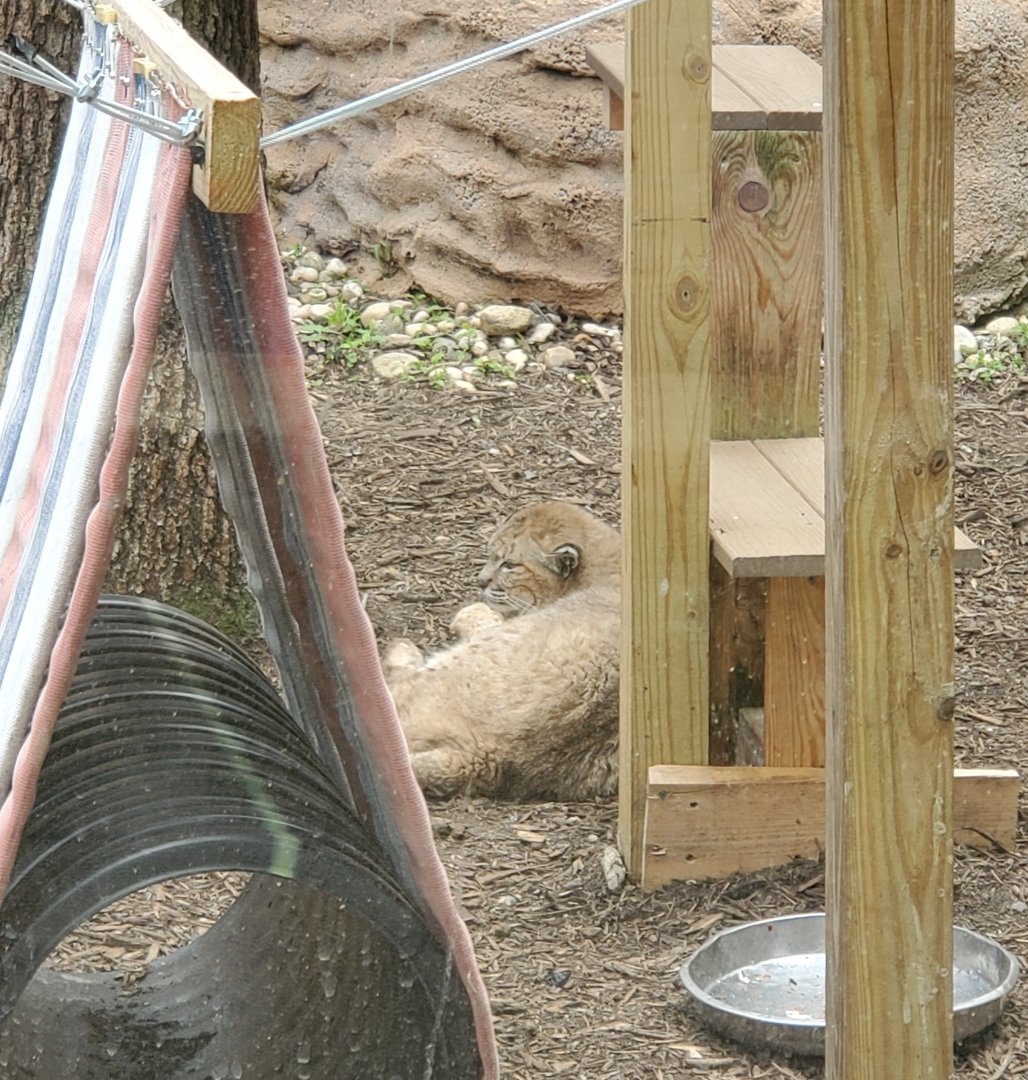 Holtsville Wildlife & Ecology Center (2022) - Bobcat