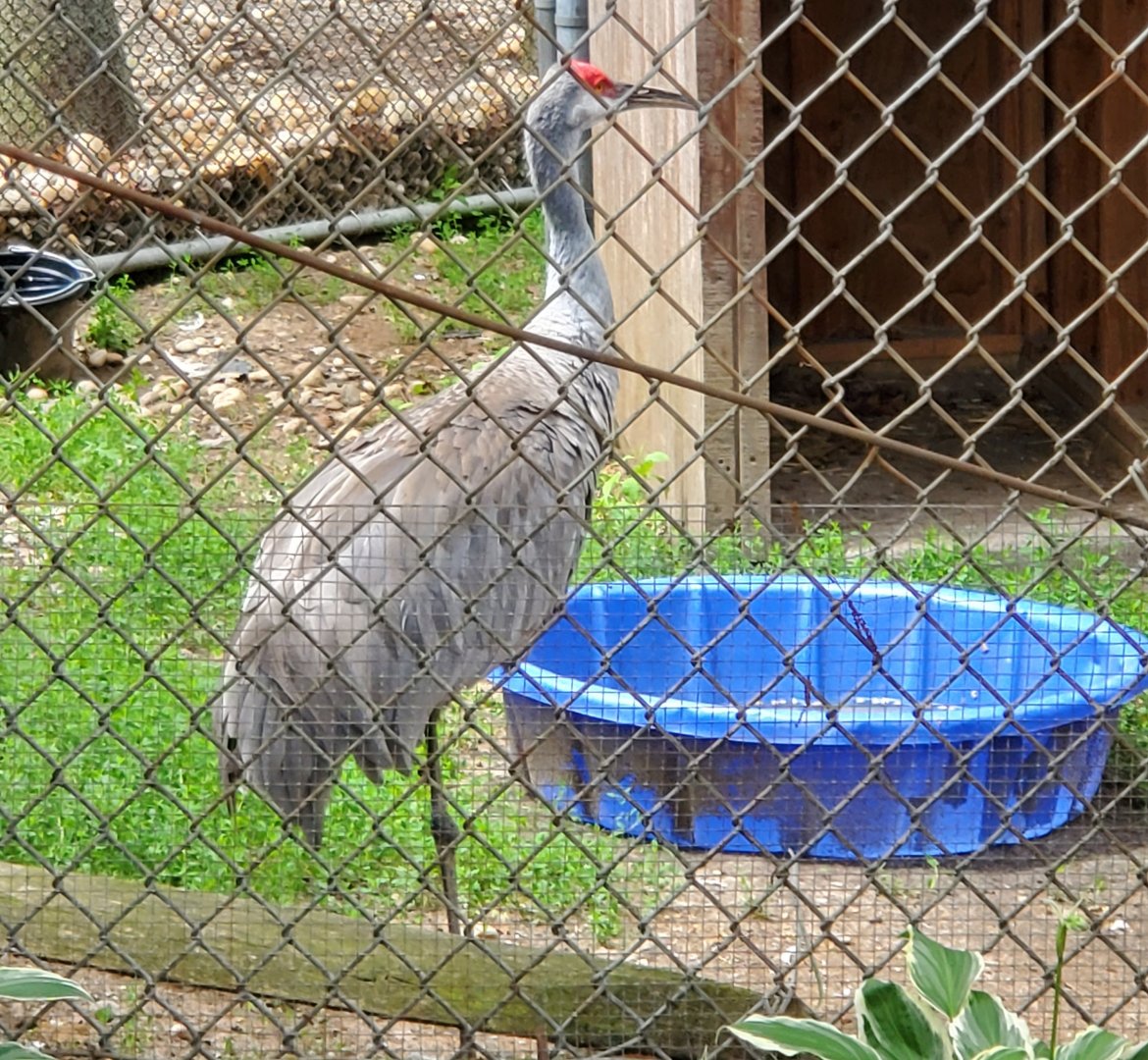 Holtsville Wildlife & Ecology Center (2022) - Florida Sandhill Crane