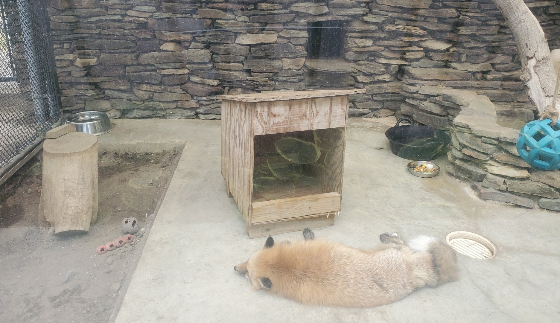 Holtsville Wildlife & Ecology Center (2022) - Red Fox "hybrid"