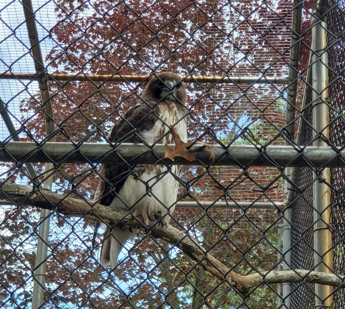 Holtsville Wildlife & Ecology Center (2022) - Red-tailed Hawk
