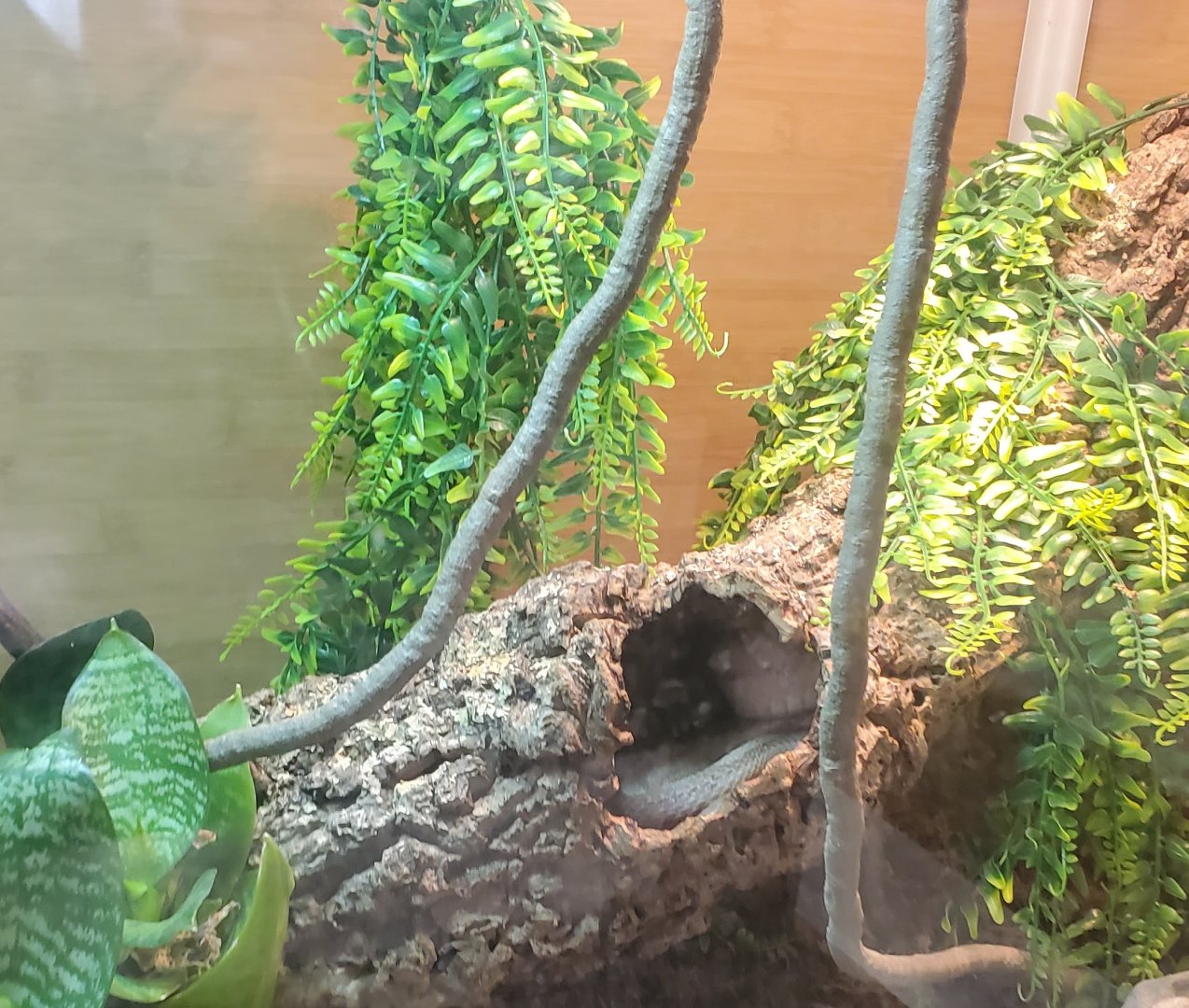 Holtsville Wildlife & Ecology Center (2022) - Unknown snake