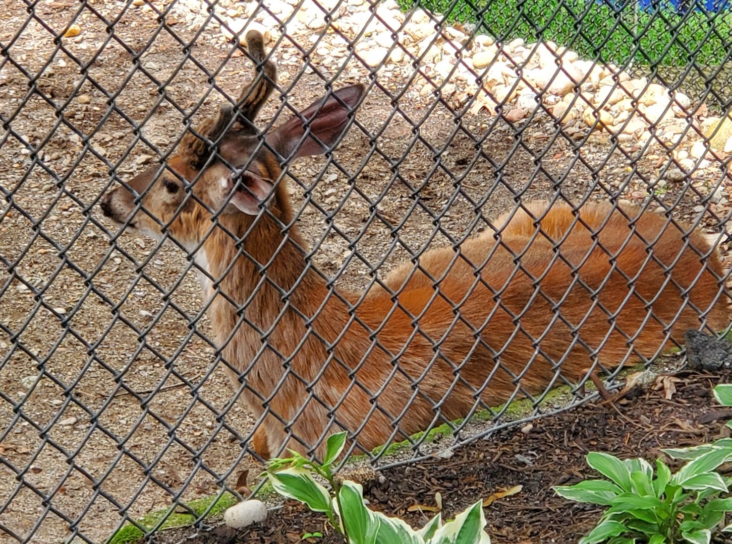 Holtsville Wildlife & Ecology Center (2022) - White-tailed Deer