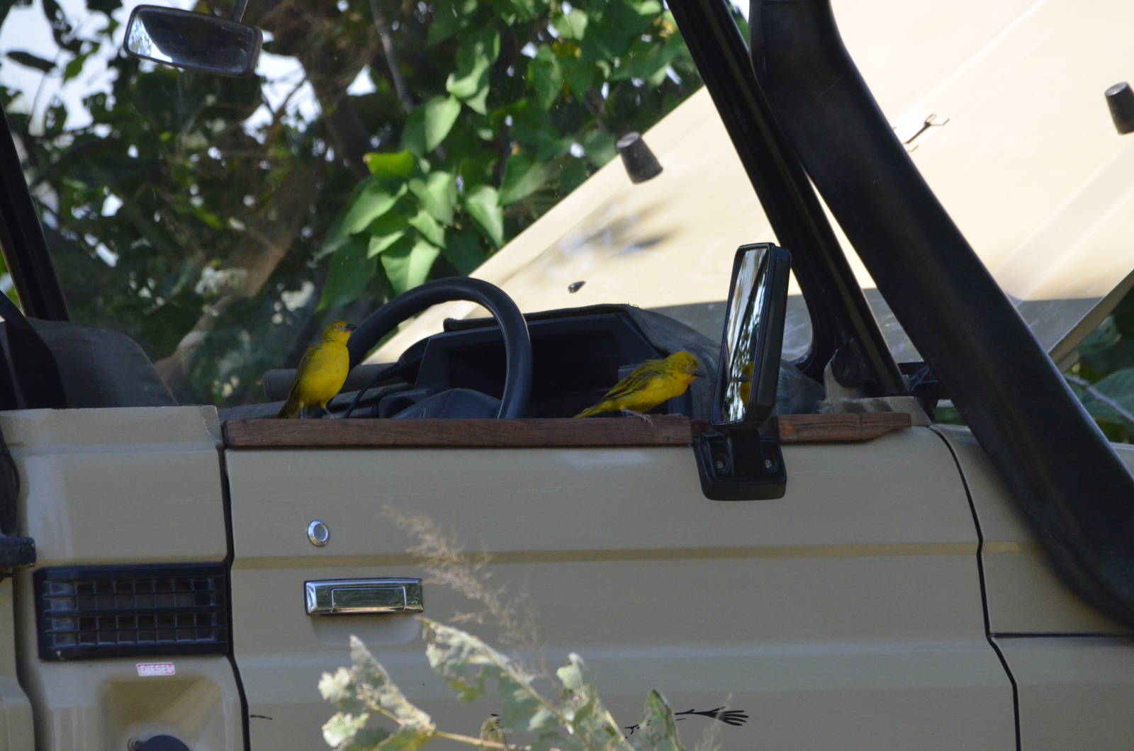 Holub's Golden Weavers, Moremi Game Reserve, Botswana, 27/04/16