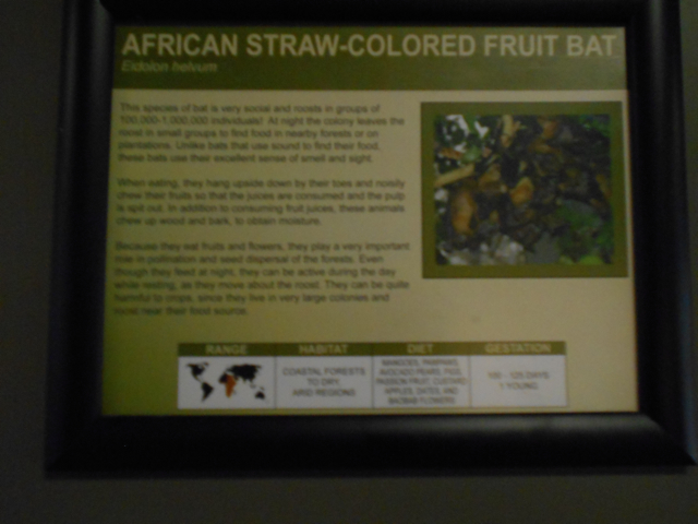 Holy African straw-colored fruit bat graphics, Batman!