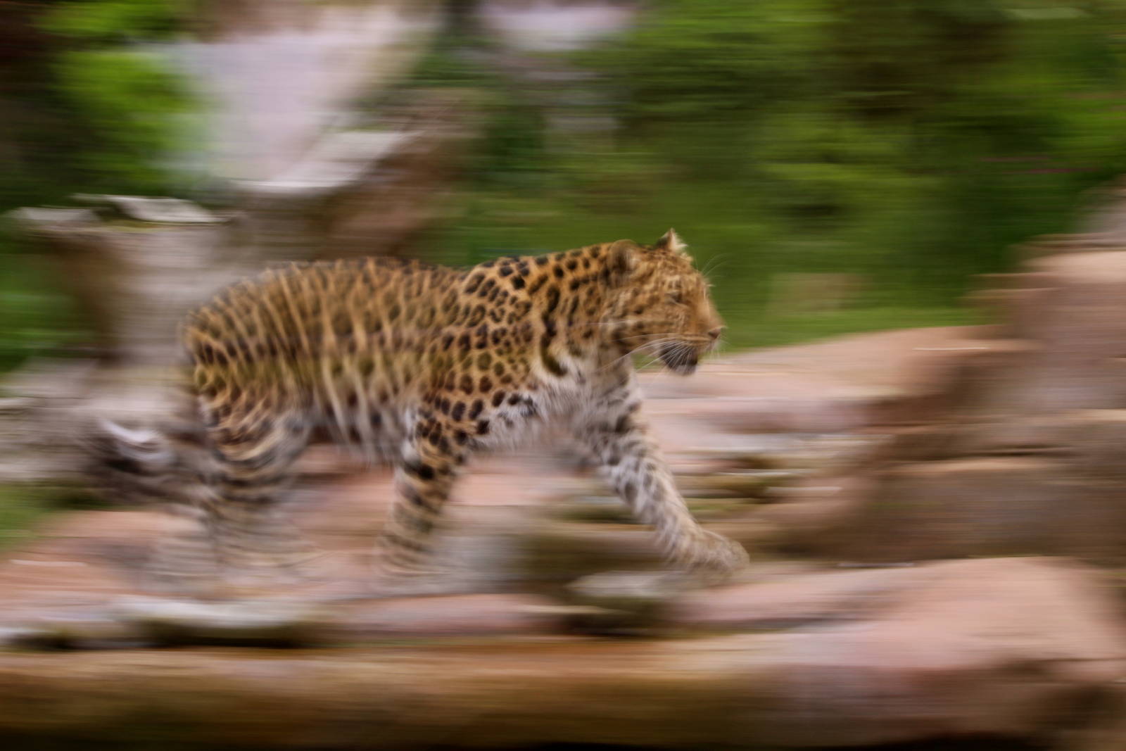 Homage to Arizona Docent, June 2013