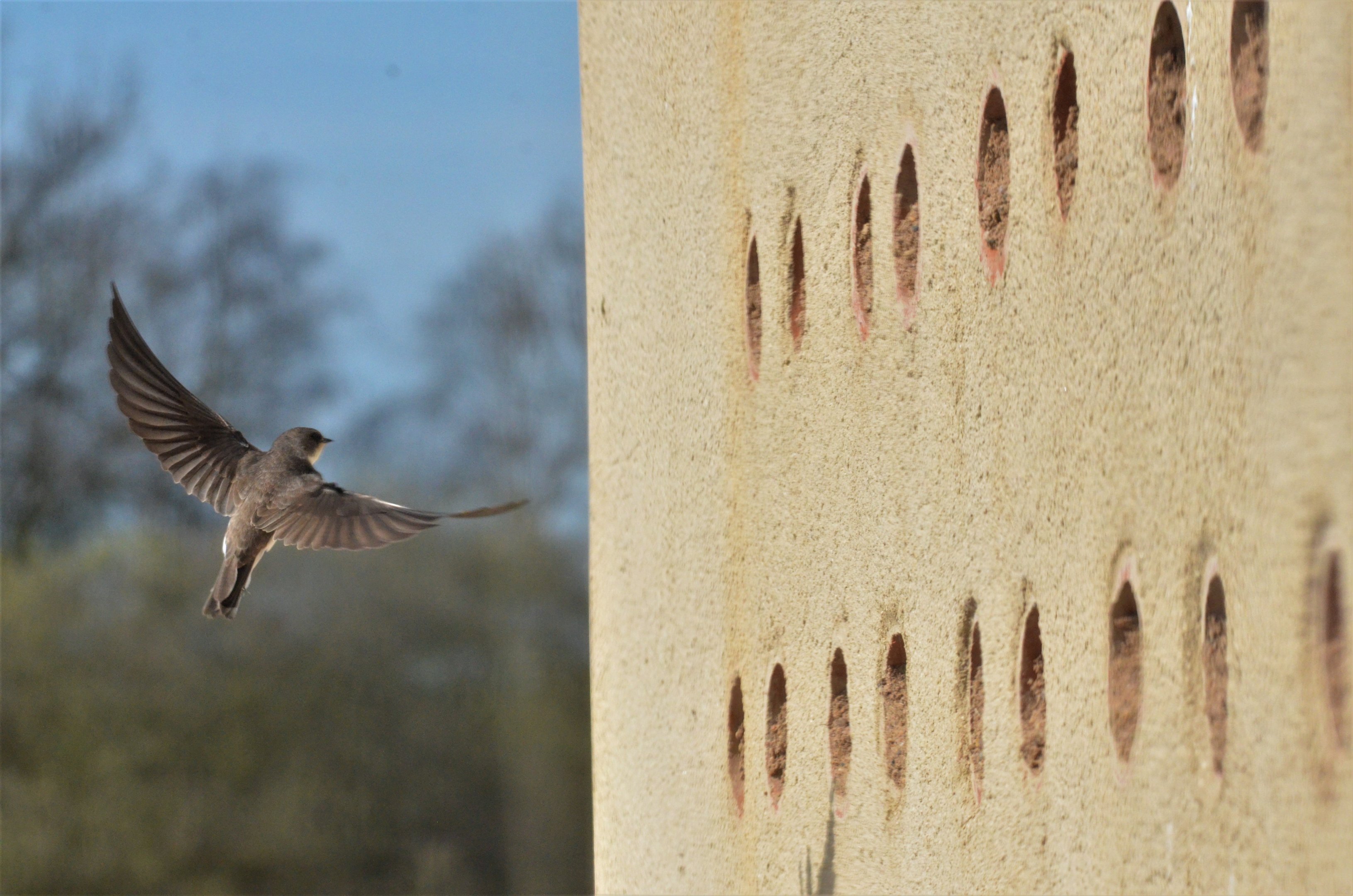Home for the Summer - Sand Martin at Attenborough NR, 27/03/17