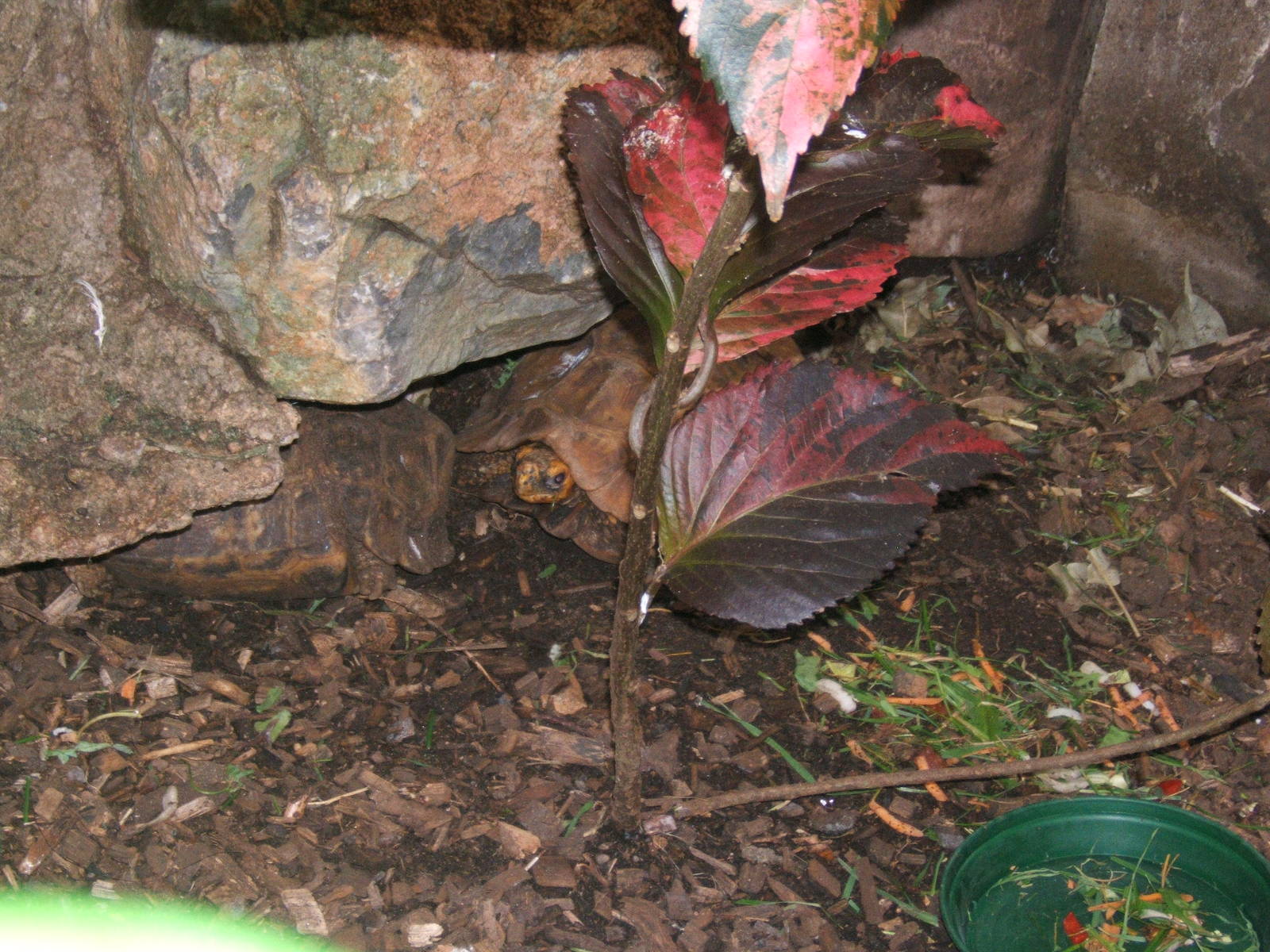 Home`s Hinge-backed Tortoise