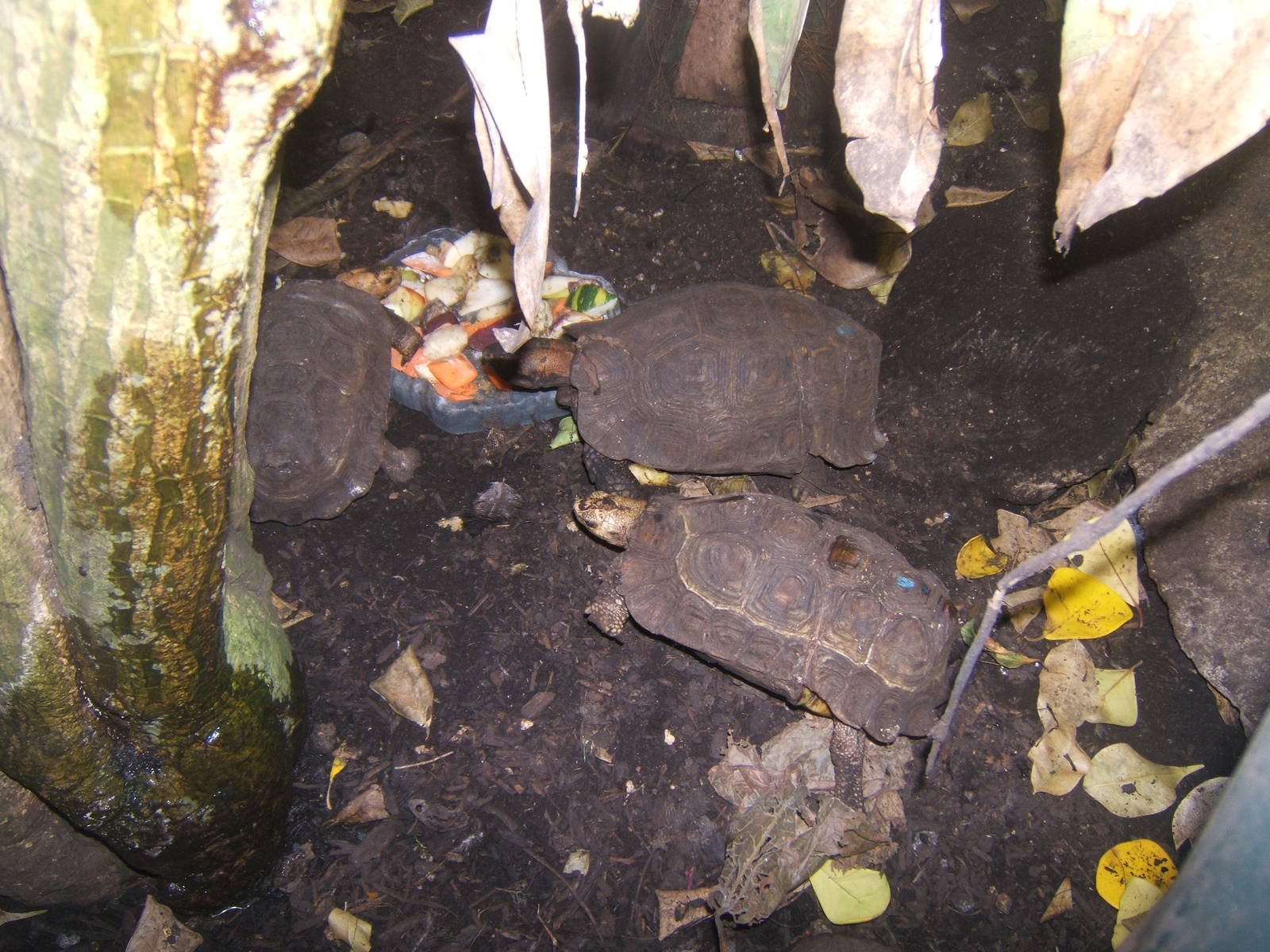 Home`s Hingeback Tortoise