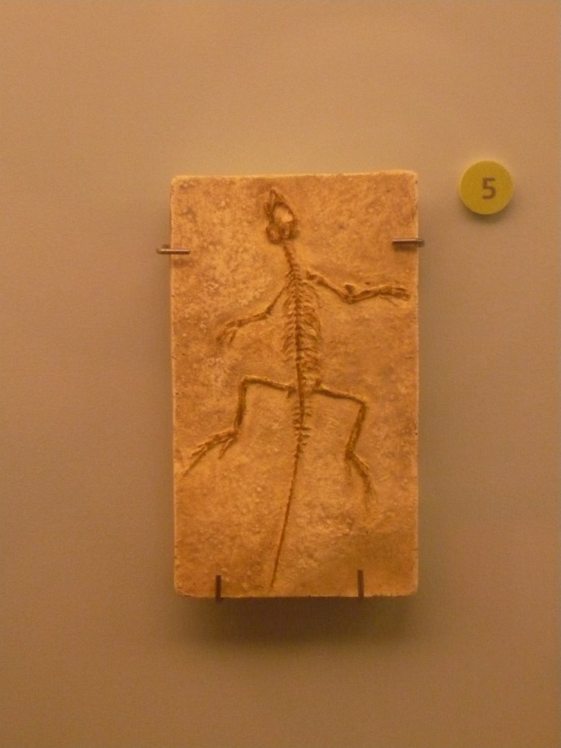 Homeosaurus pulchellus