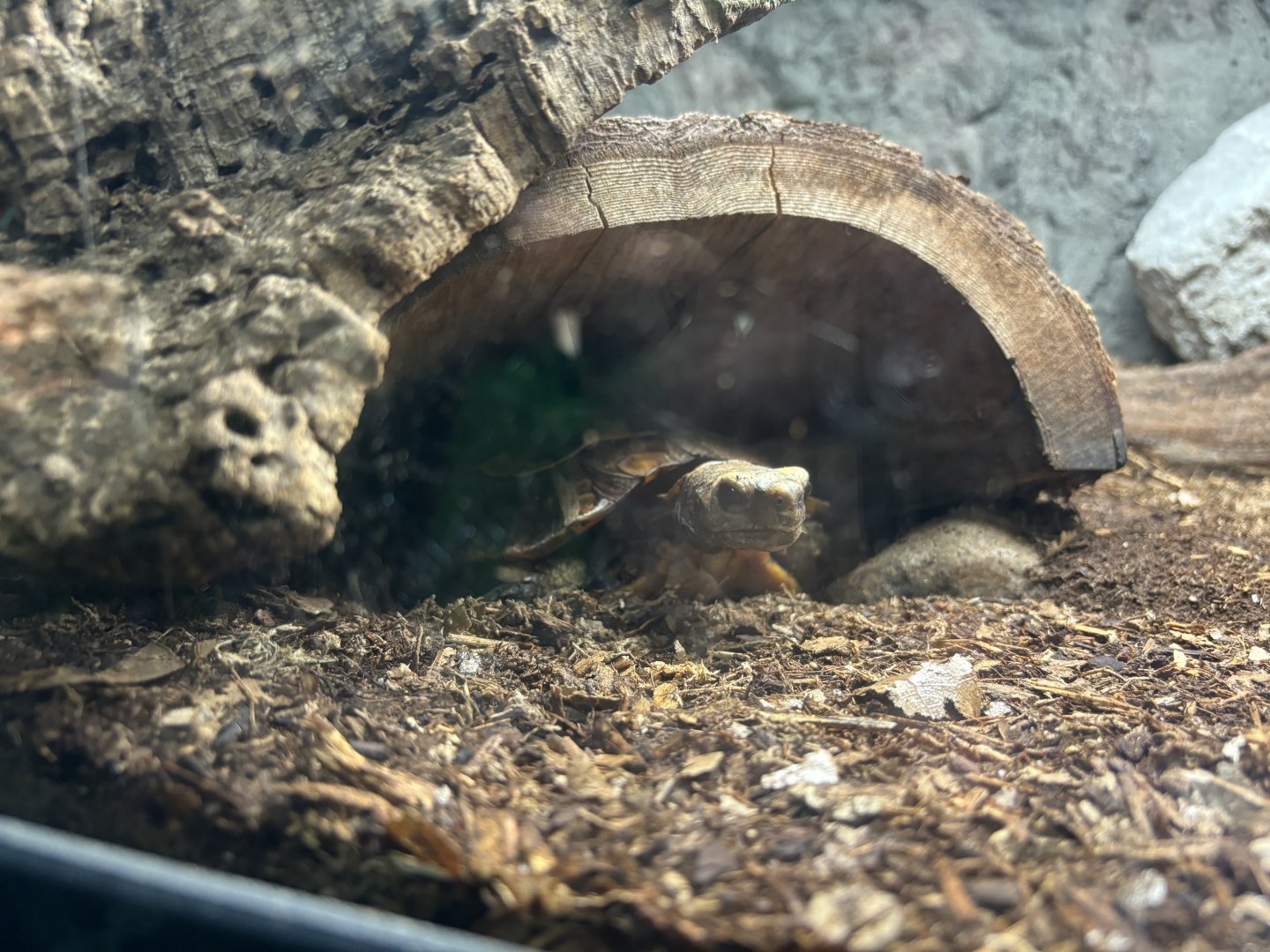 Home’s Hinge Back Tortoise