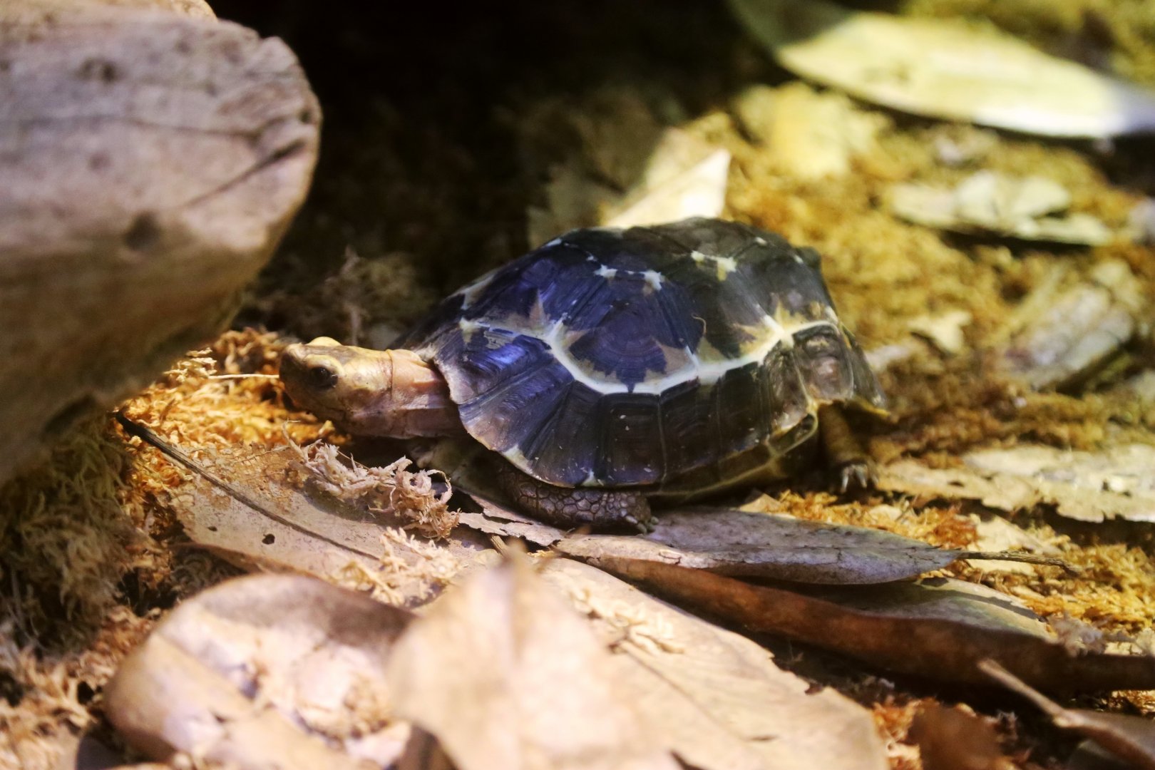 Home's Hinge-back Tortoise