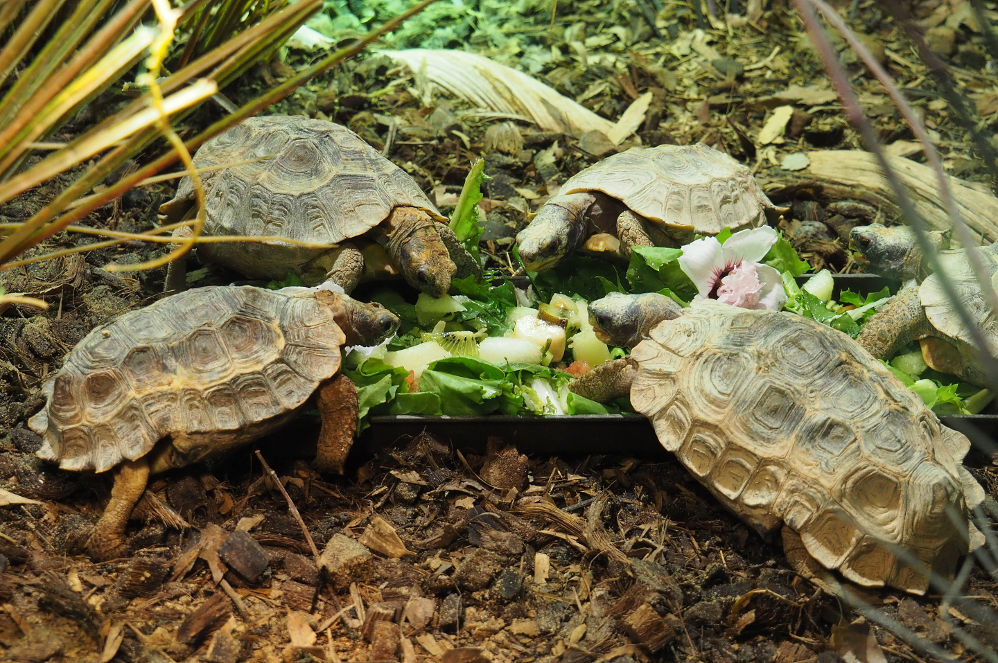 Home’s hinge-back tortoises (Kinixys homeana), 2020-09-02