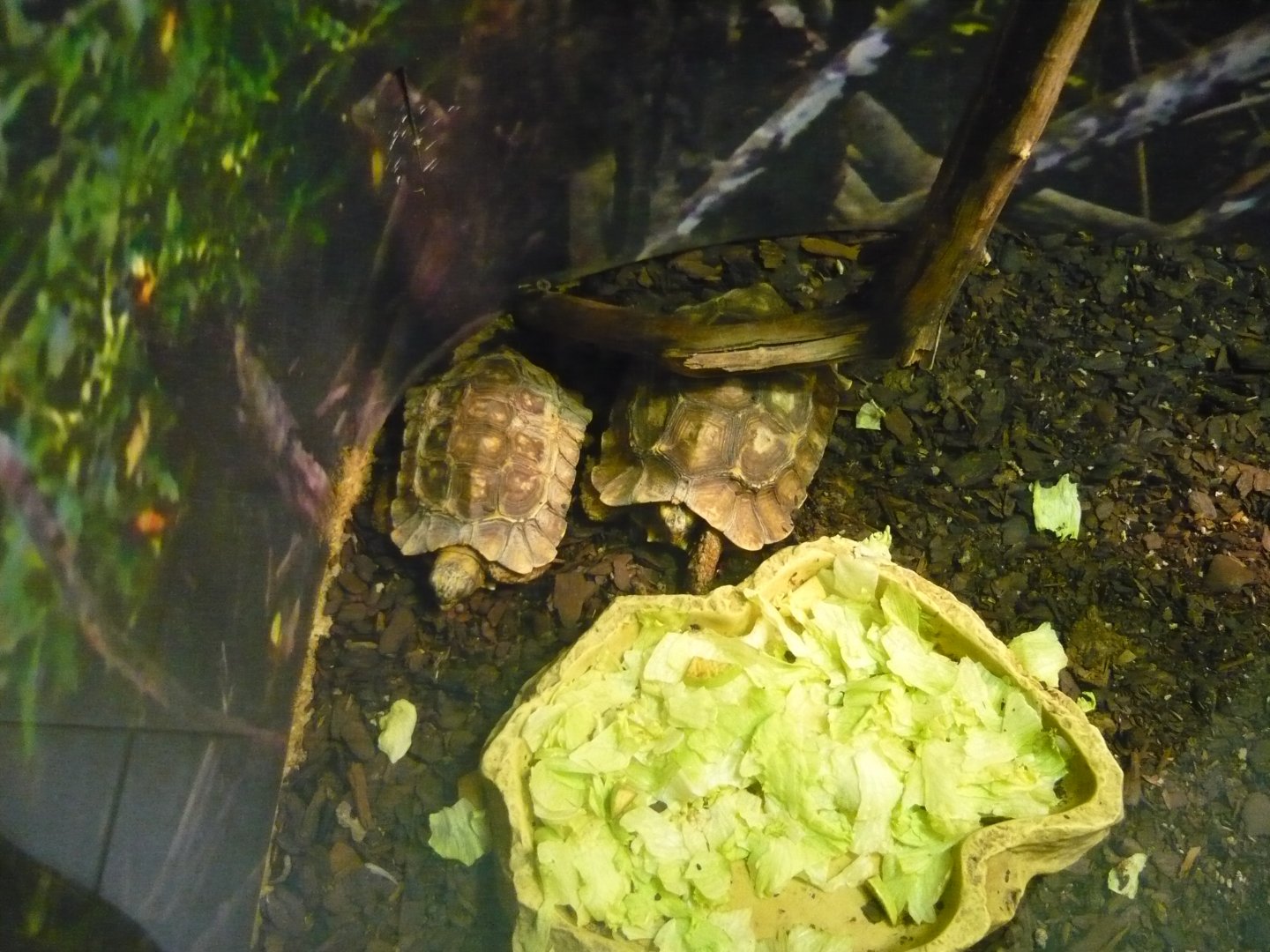Home's hinge-back tortoises (Kinixys homeana)