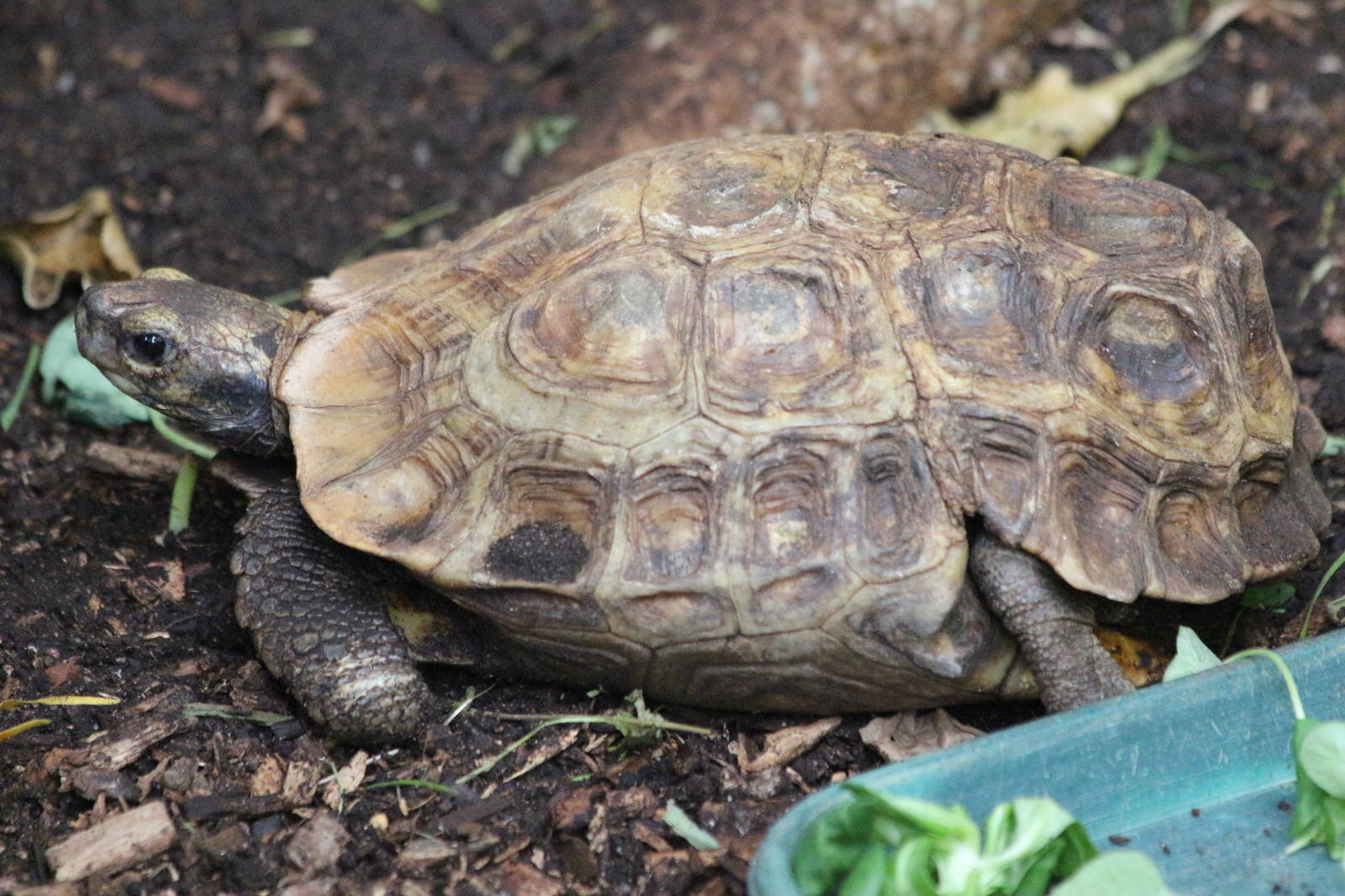 Home's Hinge-backed Tortoise @ Paignton; 21.09.2016