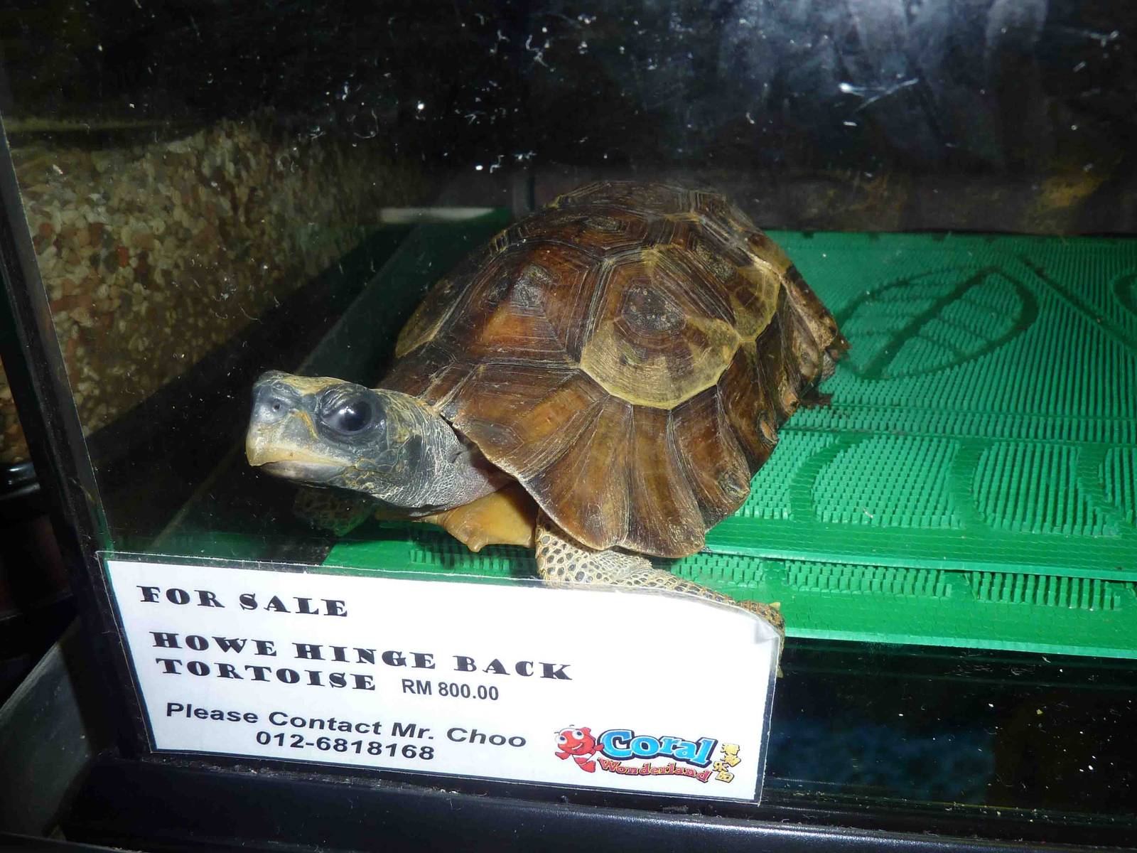 Home's hingeback for sale, May 2013.