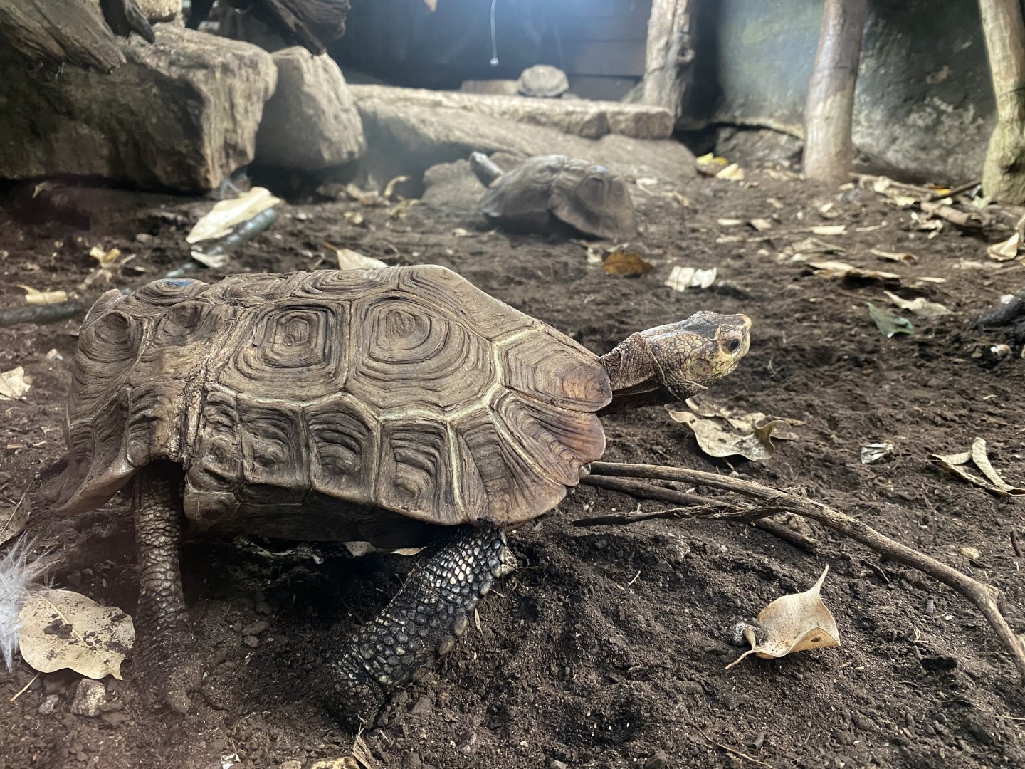Home’s hingeback tortoise 050924
