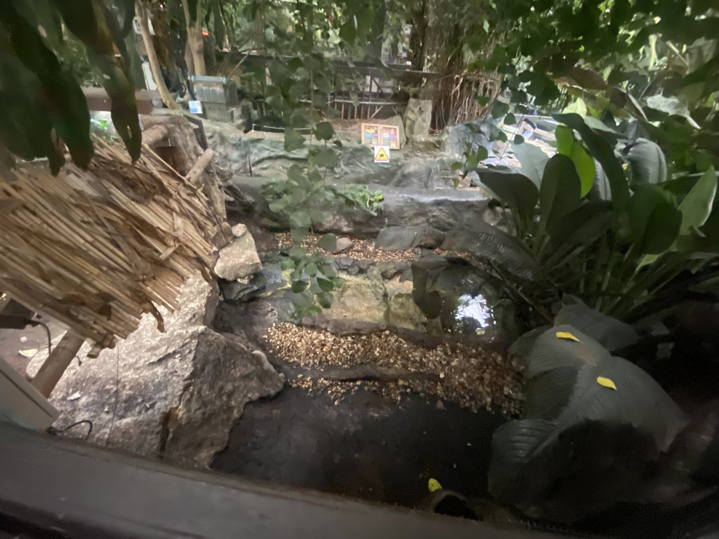 Home’s hingeback tortoise exhibit 050924