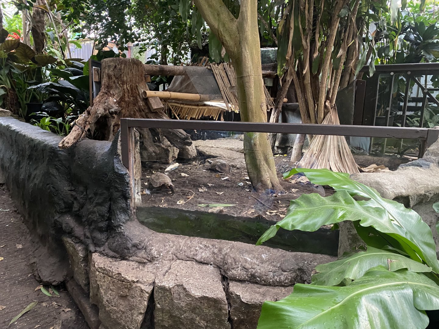 Home’s hingeback tortoise exhibit 050924
