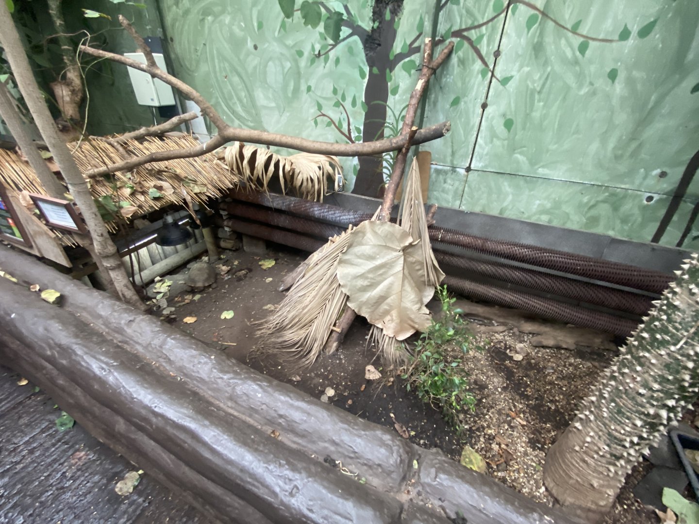 Home’s hingeback tortoise exhibit no.2 050924