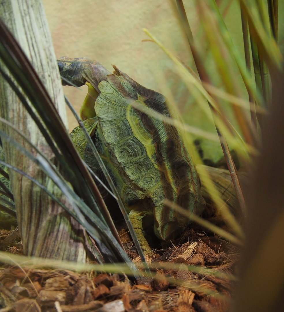 Home’s hingeback tortoise (Kinixys homeana), 2019-10-04