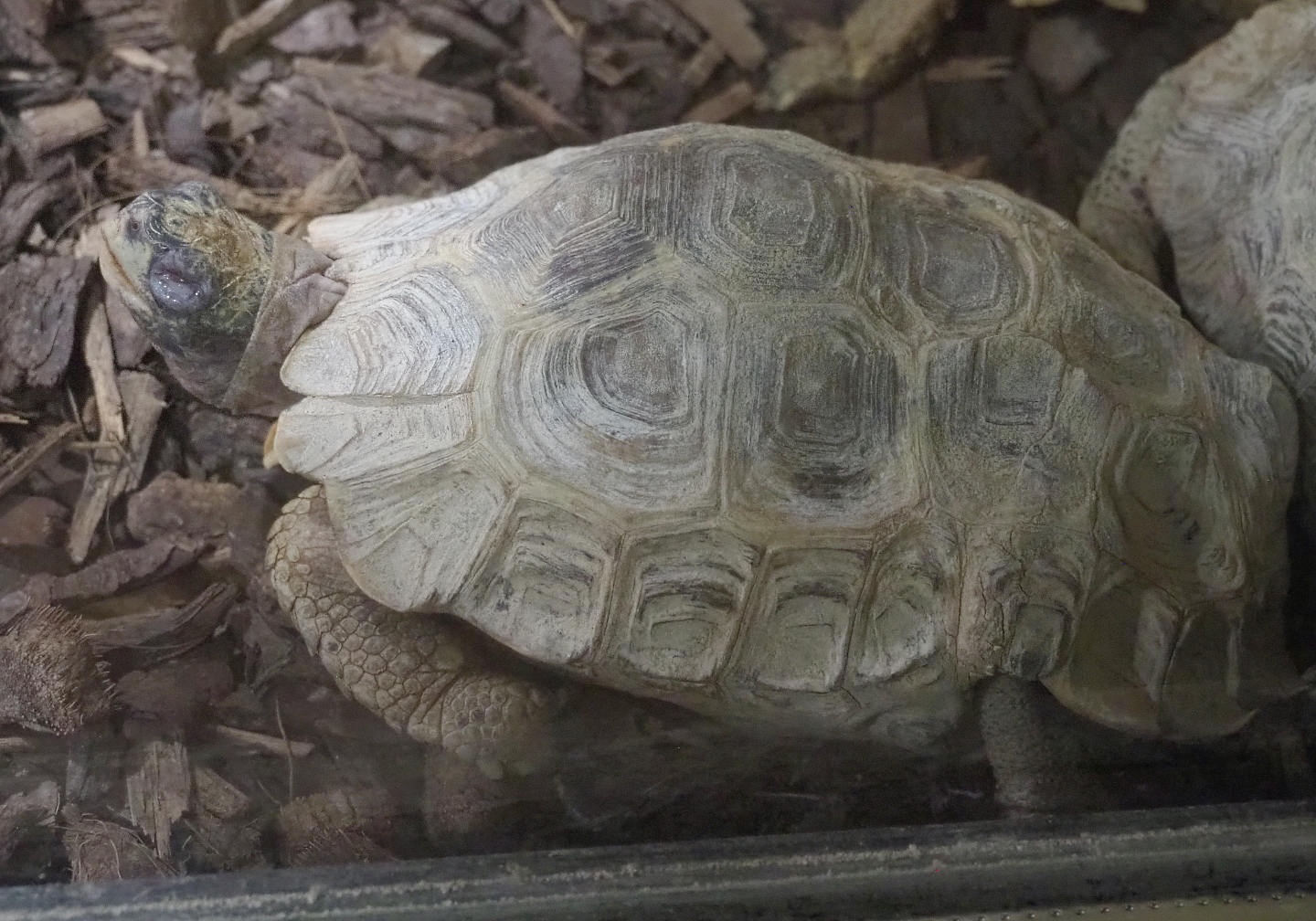 Home’s hingeback tortoise (Kinixys homeana), 2021-09-03