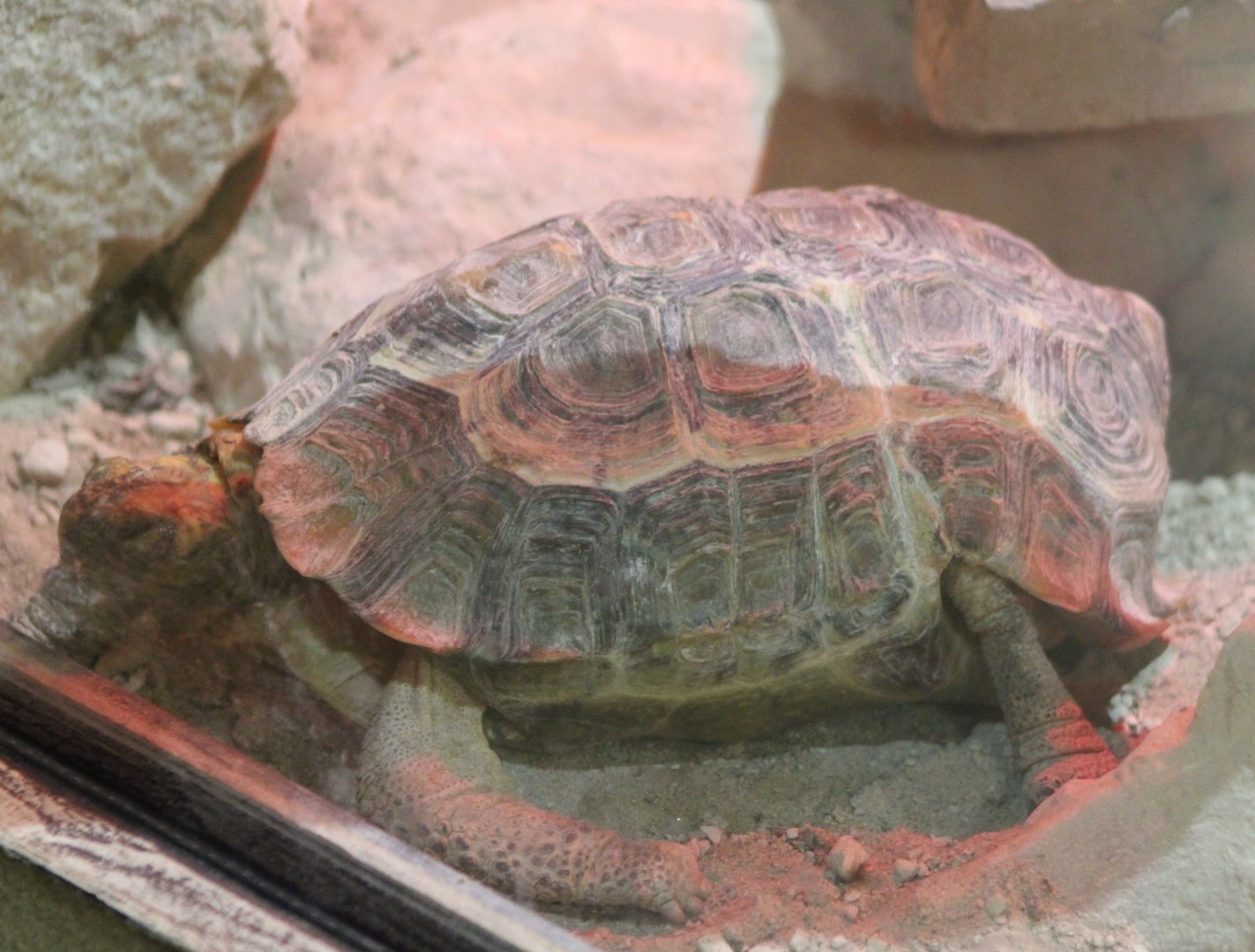 Home's hingeback tortoise - Kinixys homeana