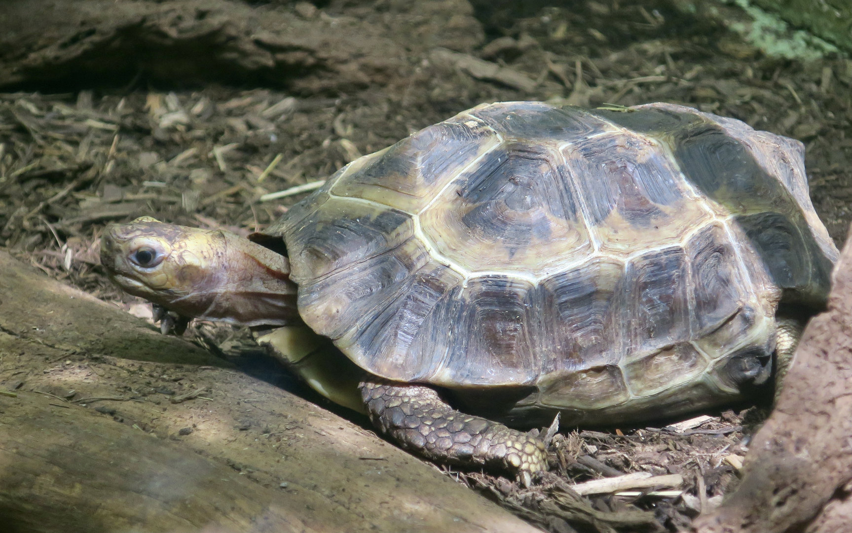 Home's Hingeback Tortoise (Kinixys homeana)